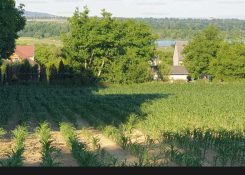 Alsópáhok telek Alsópáhok telek